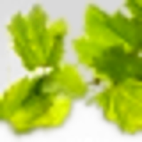 Vine