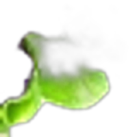 Violet Leaf