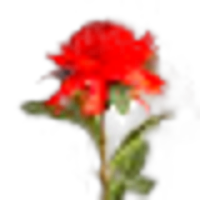 Waratah