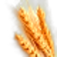 Wheat