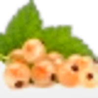 White Currant