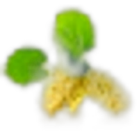 White Mulberry