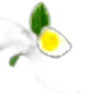 White Tea Blossom