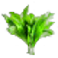 Wild garlic leaf