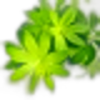 Woodruff or Galium Odoratum
