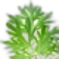 Wormwood