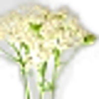 Yarrow