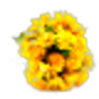 Yellow Flowers