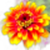 Zinnia