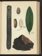 Almond Wood
