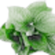 Betel Leaf