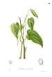 Betel Pepper