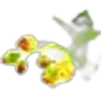 Black Currant Blossom