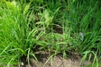Black Iris