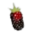 Boysenberry