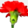 Carnation