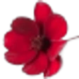 Chocolate Flower