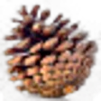 Conifer