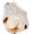 Cotton Flower