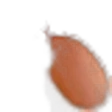 Cupuacu, Cupuassu, Copoasu
