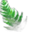 Fern