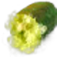 Finger Lime