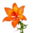 Fire Lily