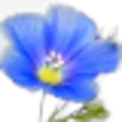 Flax