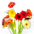 Floral Notes