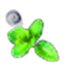 Forest Fruits