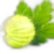 Gooseberry