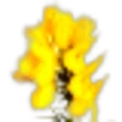 Gorse