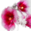 Hollyhock