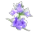 Hyssop