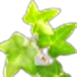 Ivy