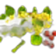 Jujube Blossom