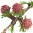 Larch