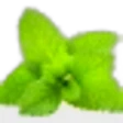 Lemon Balm