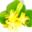 Lime (Linden Blossom)