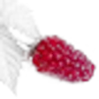 Loganberry