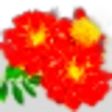 Marigold