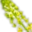 Mignonette