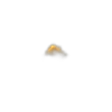 Mimusops elengi