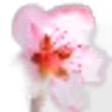 Nectarine blossom