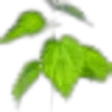 Nettle