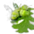 Oak Leaves