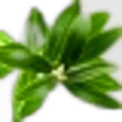 Olive Leaf