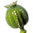 Opium