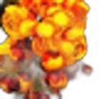 Orange Cassia Tree