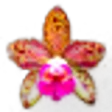 Orchid Pink Leopard